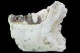 Hyracodon (Running Rhino) Jaw Section - South Dakota #90260-1